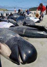 Nearly 60 pilot whales have died after becoming stranded on a beach in the far north of New Zealand