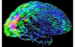Neuroengineers silence brain cells with multiple colors of light