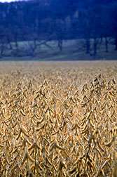 New ARS-Developed Soybean Line Resists Key Nematode