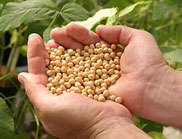 New CSIRO soybean a hit in Japan