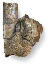 New discoveries in North America's Great Plains bring ammonites to life