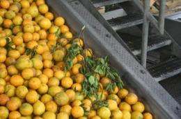New findings provide cost, benefit data for Florida citrus industry