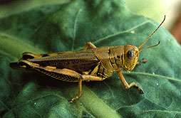 New fungi could curb grasshopper populations