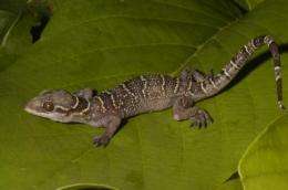 New gecko species identified in West African rain forests
