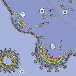 New look at multitalented protein sheds light on mysteries of HIV