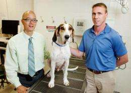 新的淋巴瘤治疗方法在狗身上显示出希望