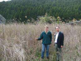 New Miscanthus hybrid discovery in Japan could open doors for biofuel industry