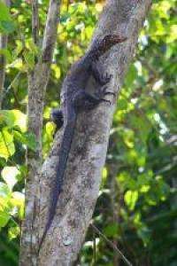 New monitor lizard discovered in Indonesia