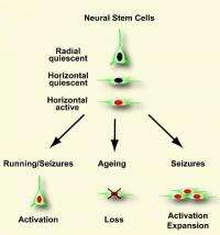 New nerve cells -- even in old age
