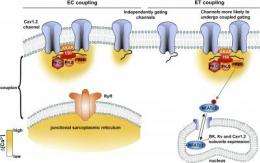 New perspectives on local calcium signaling