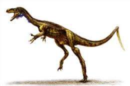 New predator 'dawn runner' discovered in early dinosaur graveyard