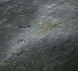 New questions arise on dispersant use in oil spill (AP)