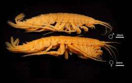 New shrimp named after scientist