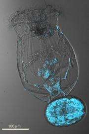 New study documents use of hormone progesterone in simple microscopic aquatic animals
