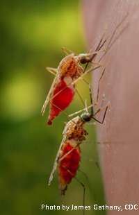 New study examines immunity in emerging species of a major mosquito carrer of malaria