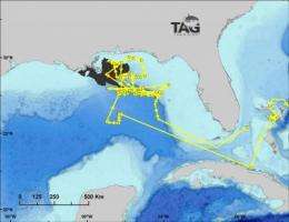 New study maps spawning habitat of bluefin tuna in the Gulf of Mexico
