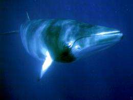 New study suggests minke whales are not preventing recovery of larger whales