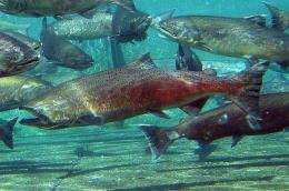 New system helps explain salmon migration