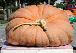 New world record set for heaviest pumpkin