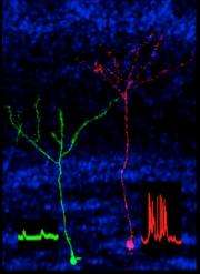 'Noisiest' neurons persist in the adult brain
