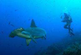 North Atlantic populations of hammerheads have declined by more than 99 percent