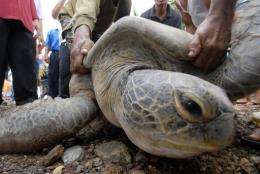 Numbers of green turtles in Malaysia plummeted in the 1980s due to rampant coastal development