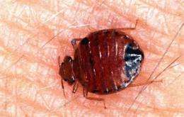 NYC looks to stop spreading bedbug infestations (AP)