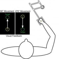 Observation about how nervous system learns and encodes motion could improve stroke recovery