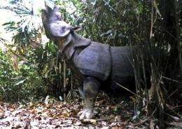 Officials scramble to save endangered Javan rhinos (AP)