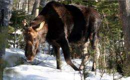 Of moose and men: 50-year study into moose arthritis reveals link with early malnutrition