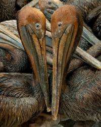 Oil covered brown pelicans found off the Louisiana coast wait in a holding pen for cleaning