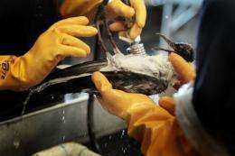 Oil is cleaned off of a laughing gull at the Fort Jackson Oiled Wildlife Rehabilitation Center