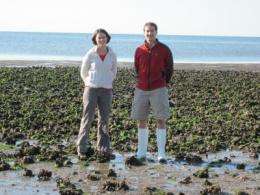 Oil spill reshapes sweeping new study of oyster reefs -- Virginia to Florida