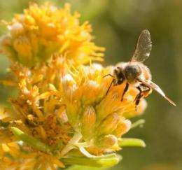 Old bees' memory fades; mirrors recall of mammals