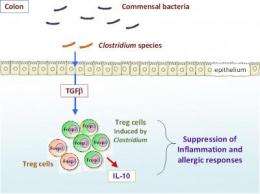 One bacterium brings on the T cells