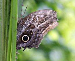 Habitat loss wiping out Europe's butterflies