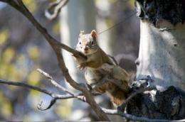 Opportunity leads to promiscuity among squirrels, study finds