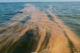 Orange colored chemical dispersant is seen in the water as it is used to help with the massive oil spill