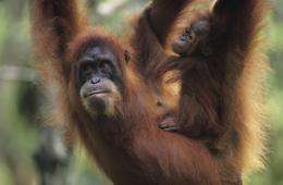 Orangutan copy cats