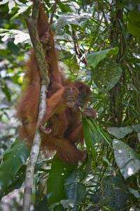 Orangutan DNA more diverse than human's, remarkably stable through the ages