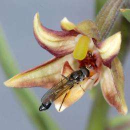 Orchid tricks hoverflies: Eastern marsh helleborine mimics aphid alarm pheromones to attract pollinators