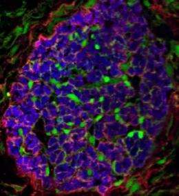 Origin of cells associated with nerve repair discovered