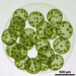 Origins of multicellularity: All in the family
