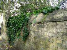 Oxford study finds that ivy can protect walls