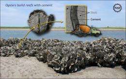 Cement, the glue that holds oyster families together