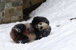 Pandas leave DC, Atlanta for new homes in China (AP)