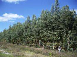 Paper industry tests genetically altered trees (AP)