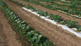 Paper mulches evaluated for commercial vegetable production