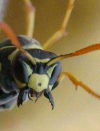 Paper wasps punish peers for misrepresenting their might