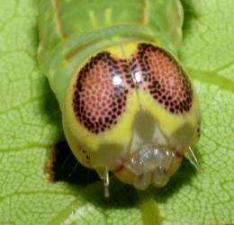 Penn biologist says fake eyes have enabled tropical caterpillars to thrive